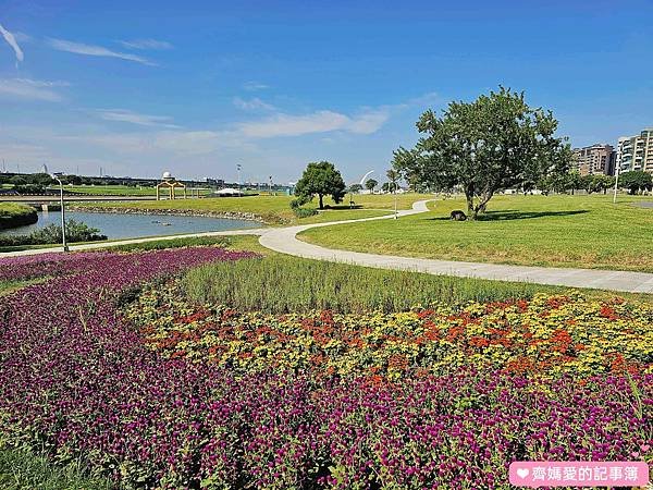 台北大直．美堤河濱公園 / 親水灣花海盛開