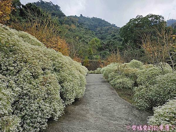 台中新社．桃李河畔景觀餐廳 (白雪木 / 黃金楓 / 萬壽菊