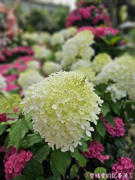 苗栗卓蘭．花露農場 Flower Home (繡球花季)