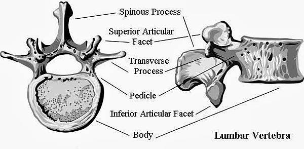 LumbarSpineAnatomyVertebra.jpg