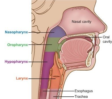 04a_throat_overview-CROP.jpg