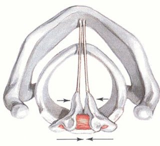 interarytenoid muscle2.JPG