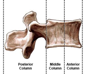 vertebrae_lateral_300-AA.jpg