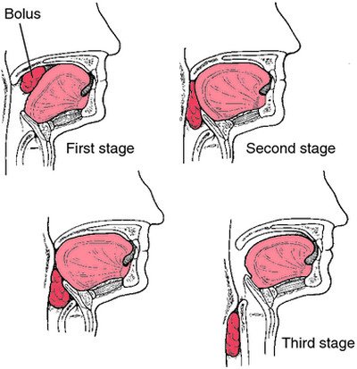 dysphagia-deglutition.jpg