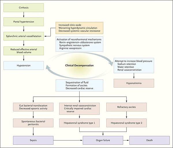 cirrhosis-fig-2.jpg