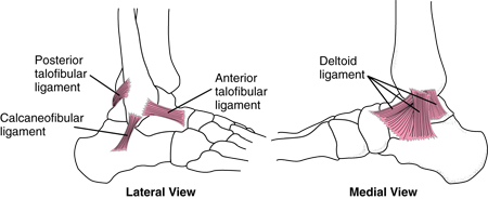 ligaments_ankle.gif