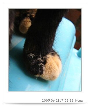 621hana-paw.JPG