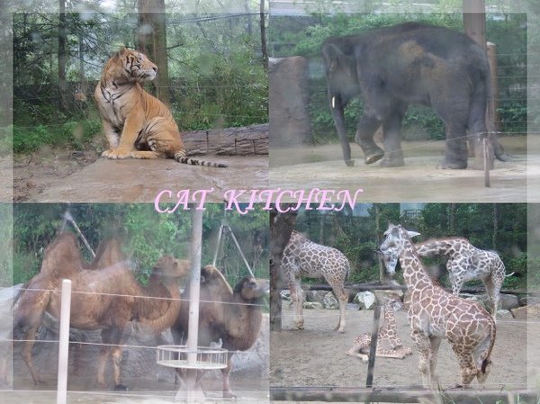 愛寶野生動物園2.JPG
