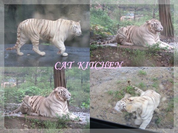 愛寶野生動物園3.JPG