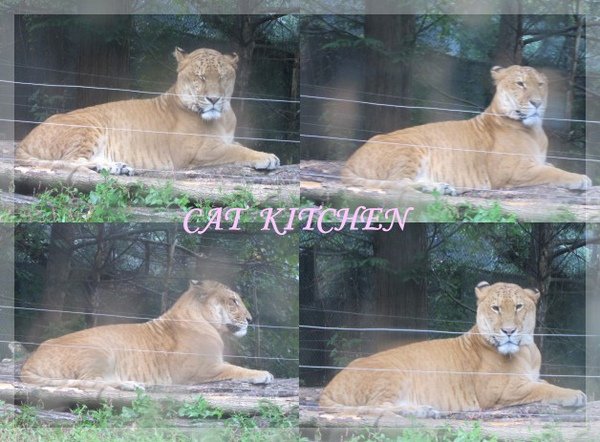 愛寶野生動物園1.JPG
