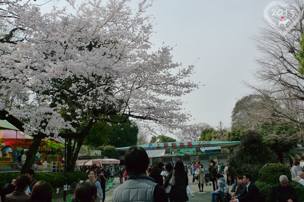 20130320-上野動物園-20