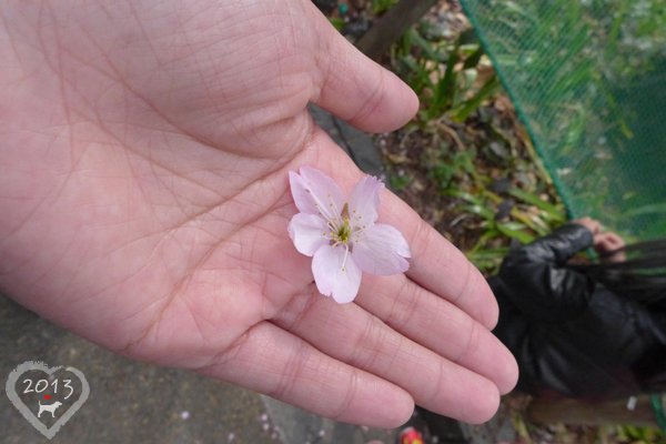 20130320-上野公園-03