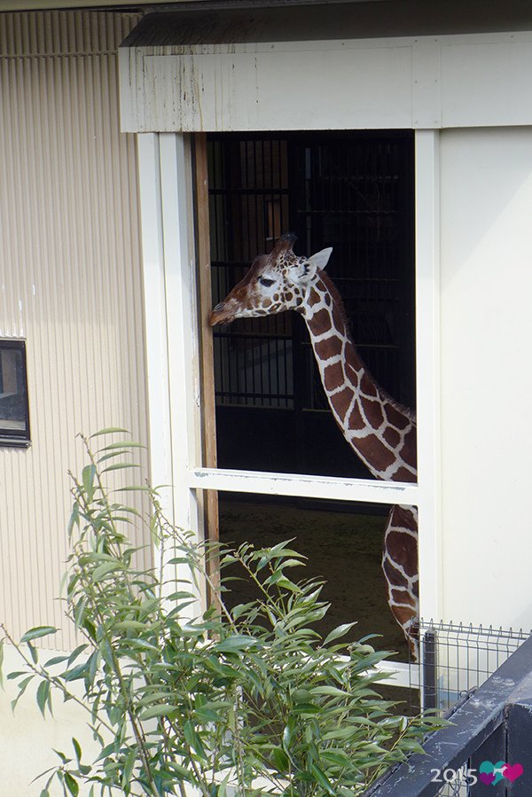 20150311-京都動物園-10.jpg