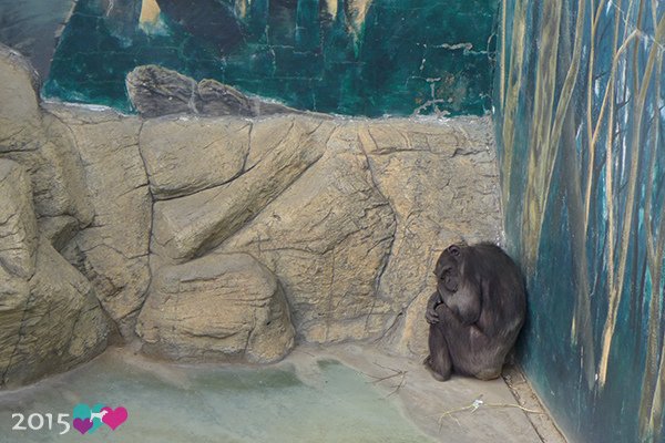 20150314-天王寺動物園-15.jpg