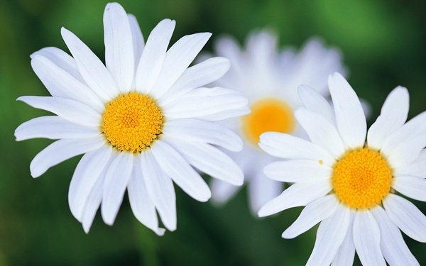 White-flowers_1920x1200