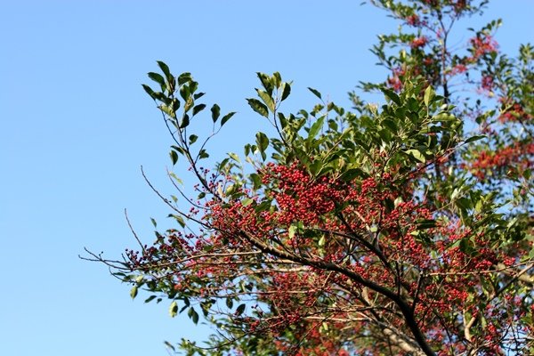 IMG_3958.JPG