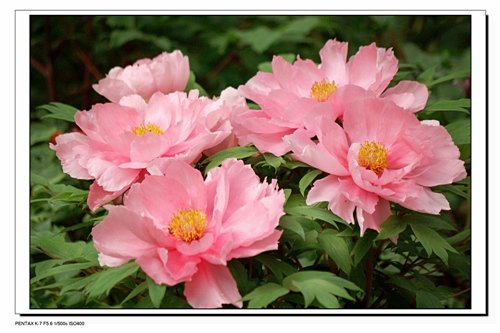 繁花似錦.jpg