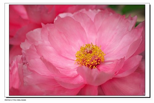 花貌.jpg