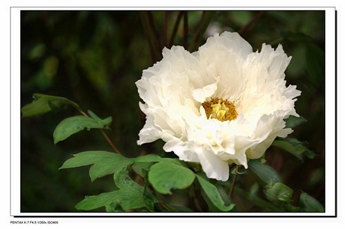 芳心.jpg
