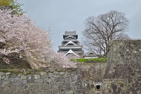 DSC_0174 (800x533)