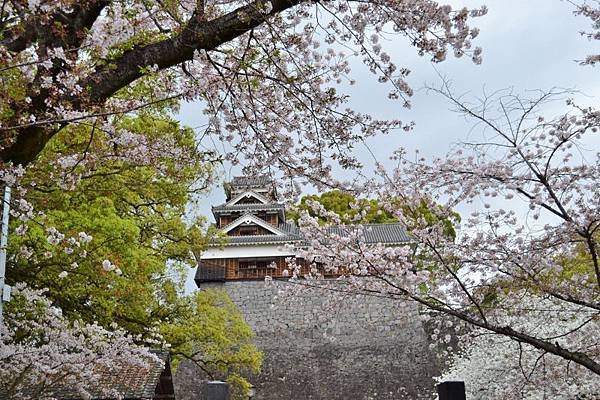 DSC_0169 (800x533)