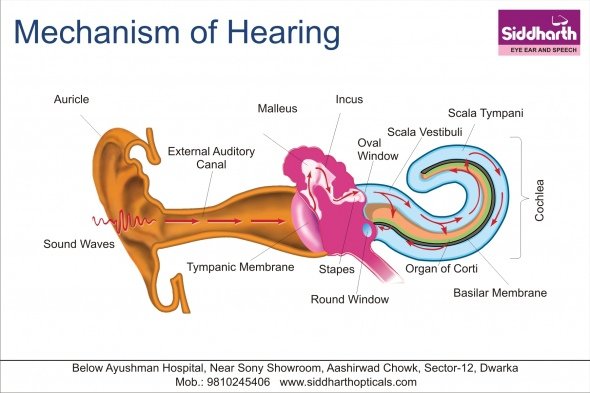 draft_lens18154434module151514055photo_1310732603Hearing_Aid_Poster_06-4-1.jpg