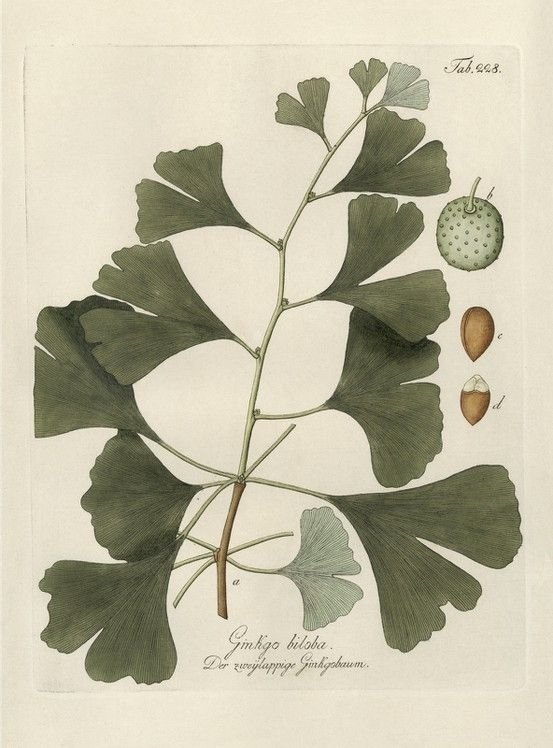 ginkgo