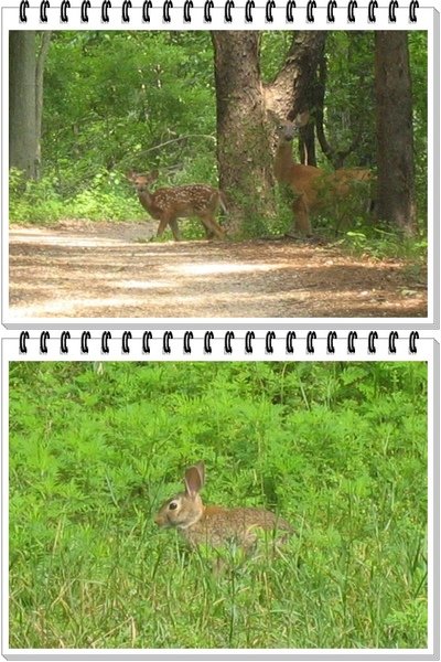 deer-vert.jpg