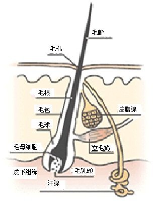 認識毛髮結構與毛髮生長期1