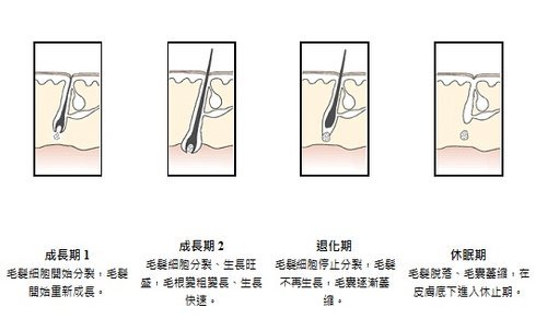 認識毛髮結構與毛髮生長期2