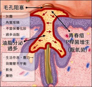 皮膚生理學02