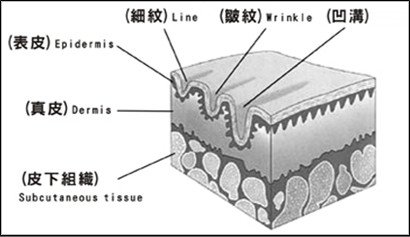 皮膚生理學09