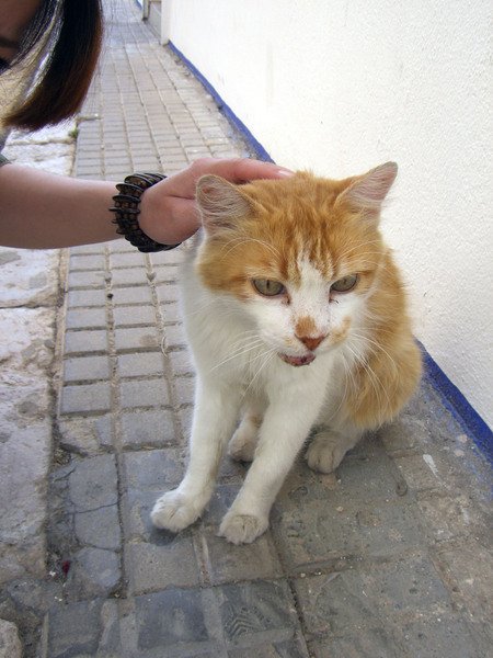 Sitges遇到的貓