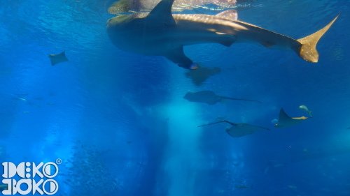 aquarium15.jpeg
