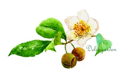 茶樹子1.jpg