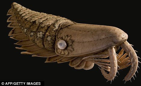 anomalocaridids.jpg