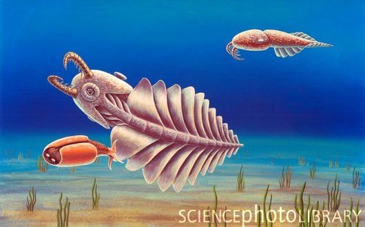 Anomalocaris (centre and upper right) and Odaraia (lower left).jpg