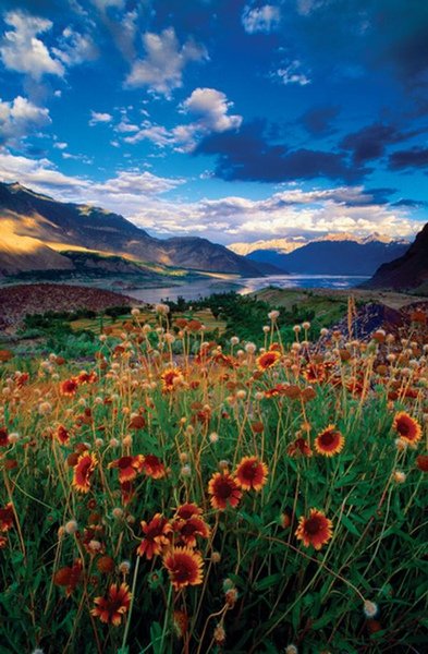 Field of Flowers.jpg