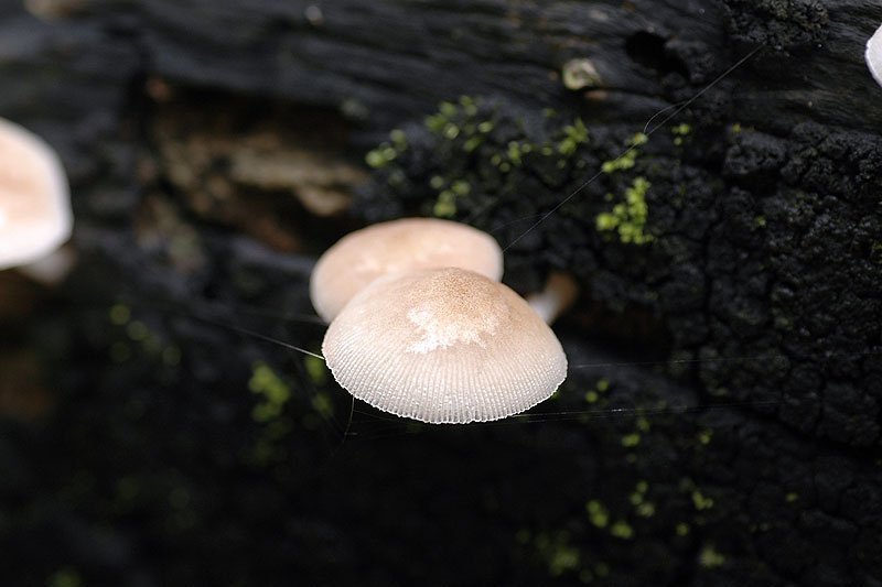 光柄菇
