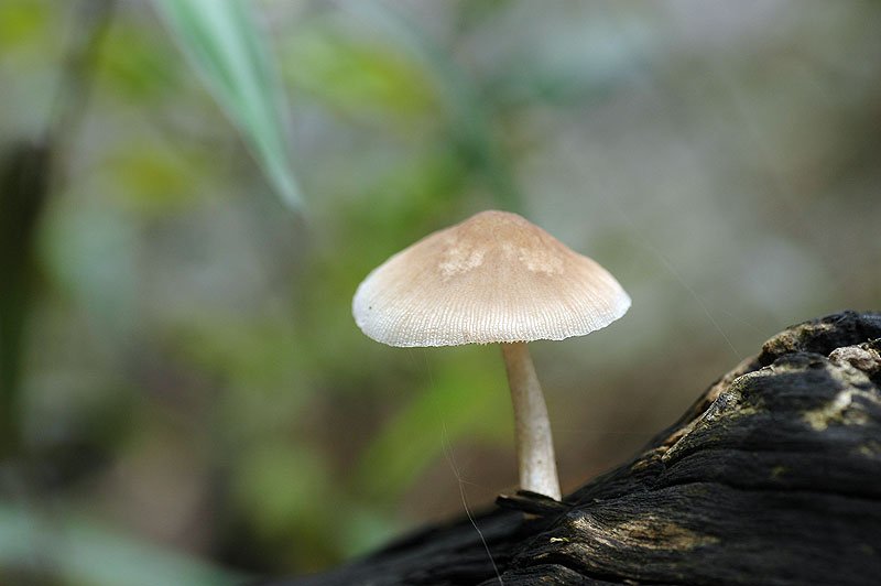 光柄菇