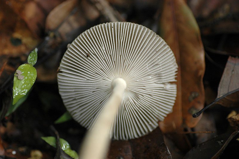 圈托鱗鵝膏