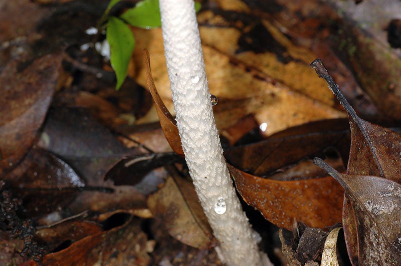 圈托鱗鵝膏