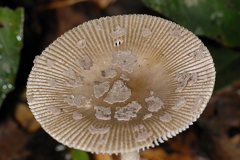 圈托鱗鵝膏