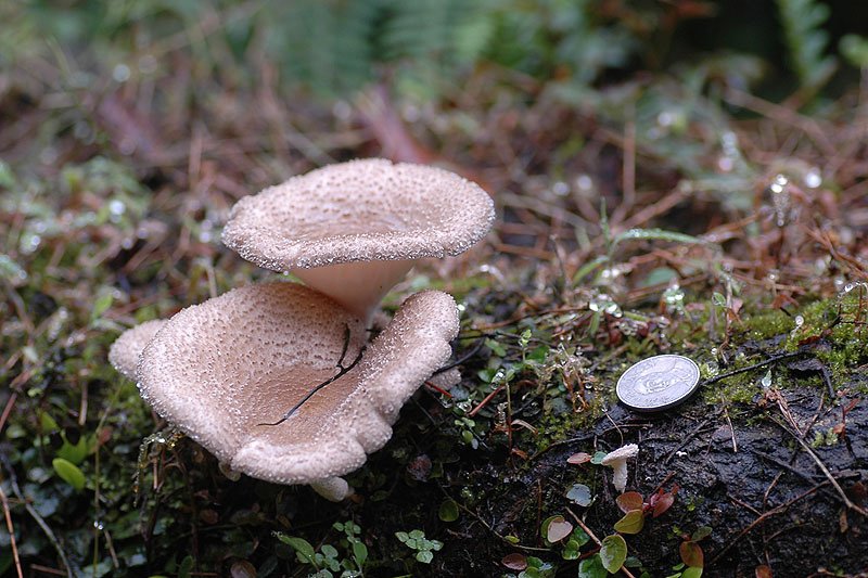 虎皮香菇