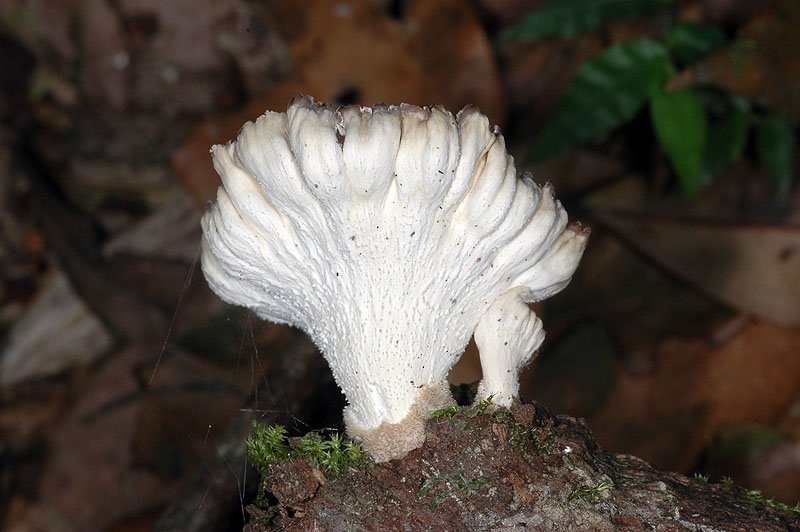 片狀波邊革菌