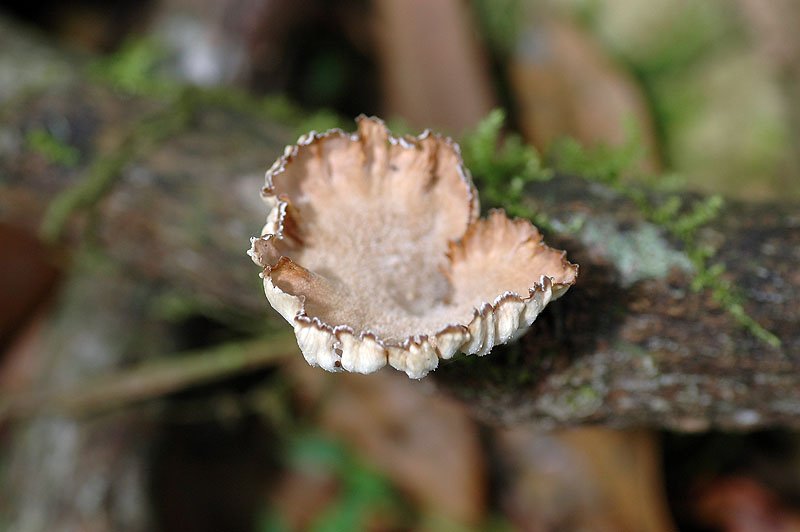 片狀波邊革菌