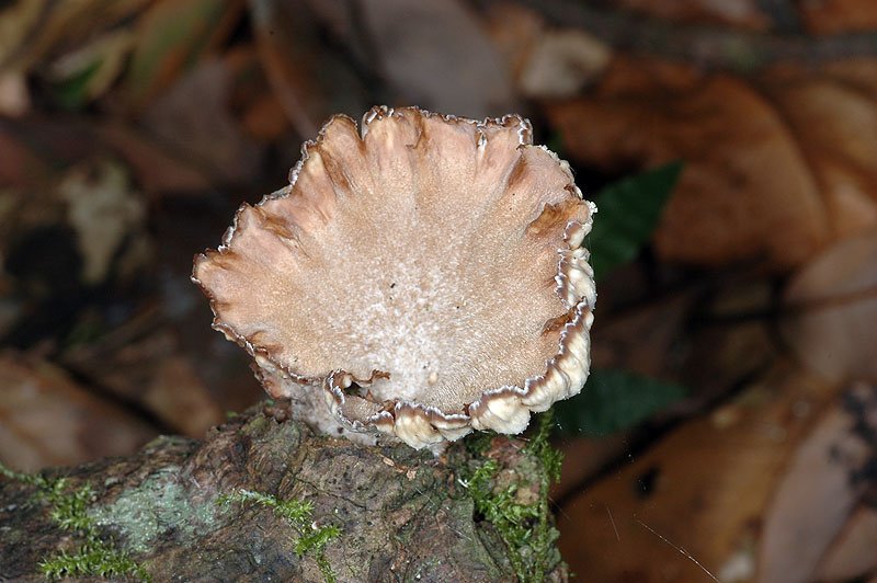 片狀波邊革菌