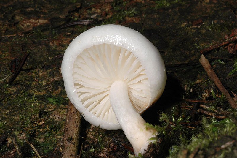 DSC_7006.JPG