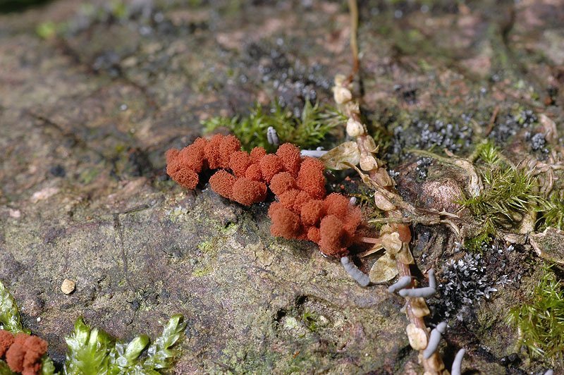 暗紅團網菌