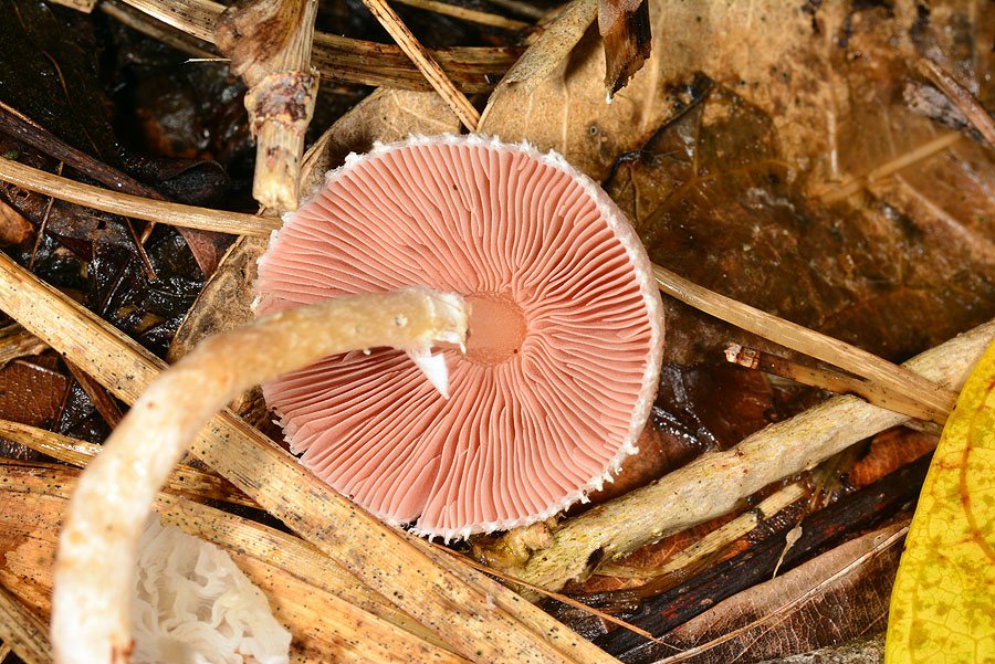 rosy wood mushroom